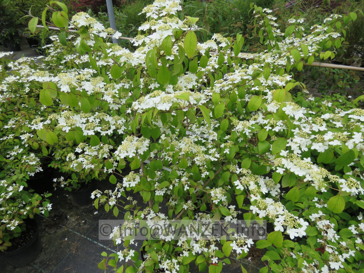 Viburnum plicatum Kilimandjaro 00.JPG